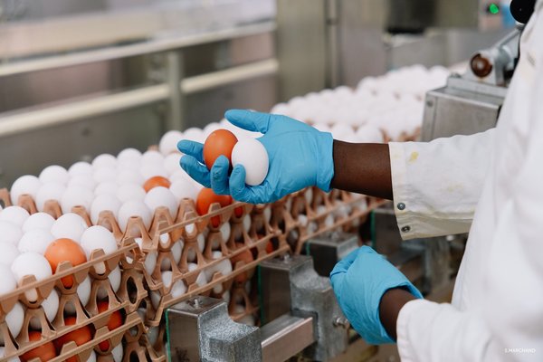 Les Œufs Geslin, un fleuron économique de la Vendée depuis 1973